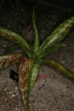 Aloe fosteri RCP6-09 194.jpg